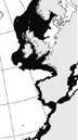 Galeus melastomus_03.jpg